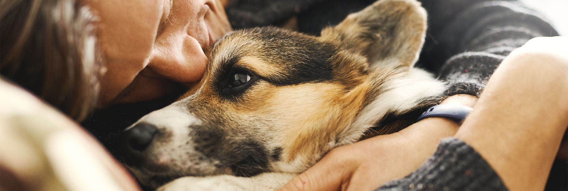 box-header-dog-1920x646